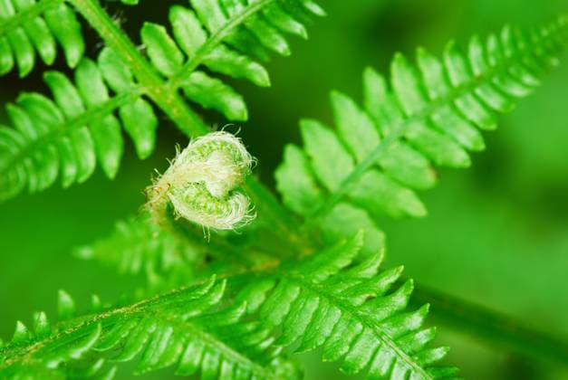 IMAGO Creative, Jahreszeit Frühling, Licht und Sonne Young green fern leave opening Copyright: xLetiziaxTomassox xDesignxPicsx , 31156382 Copyright: LetiziaxTomassox xDesignxPics 31156382