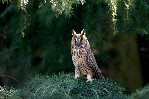  Waldohreule (asio otus), stehend auf Ast, Normandie *** Long-eared Owl Asio Otus , standing at Branch, Normandy Copyright: imageBROKER/G.xLacz ibllag08220367.jpg