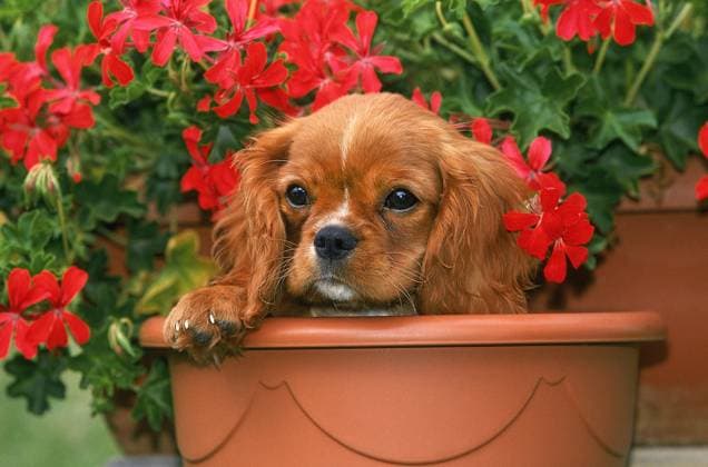  CAVALIER KING CHARLES SPANIEL, WELPE IM BLUMENTOPF MIT GERANIEN *** Cavalier King Charles SPANIEL, Puppy at Flowerpot with Geraniums Copyright: imageBROKER/G.xLacz ibllag08229624.jpg