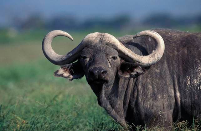 Kaffernbüffel (syncerus caffer), MASAI MARA PARK IN KENIA *** Kaffernbüffel Syncerus caffer , Masai Mara Park in Kenya Copyright: imageBROKER G.xLacz ibllag08230360.jpg