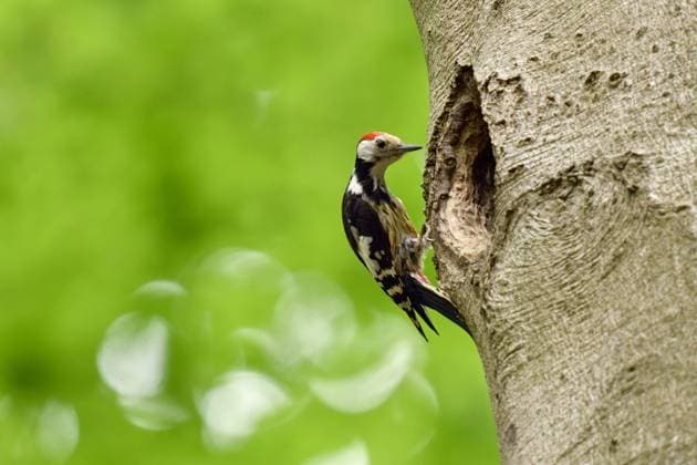 mehr Schein als sein... Mittelspecht ( Leiopicus medius ) im Größenwahn an einer Schwarzspechthöhle *** Middle Spotted Woodpecker Mittelspecht ( Leiopicus medius ) perched in front of an oversized nesting hole tree hole of a black woodpecker, looks funny, wildlife, Europe.