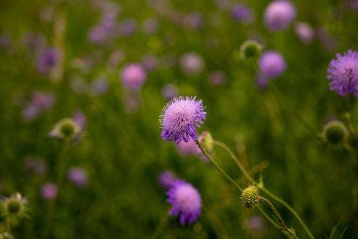 RECORD DATE NOT STATED A closeup shot of field scabious on the blurry background *** einer closeupe erschossen des Feld scabious am der blurry Hintergrund 6587941