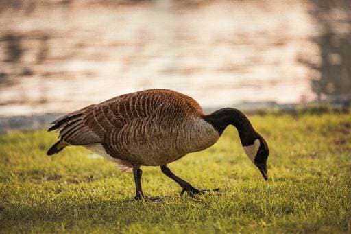 RECORD DATE NOT STATED A Canadian goose (Branta canadensis) pasturing at the Old Port of Montreal *** einer Kanadische Gans Branta canadensis pasturing im der Alte Hafen des Montreals 6674190