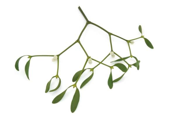 Mistletoe with berries isolated over white background. Copyright: xmarilynxbarbonex xDesignxPicsx , 31180188 Copyright: marilynxbarbonex xDesignxPics 31180188