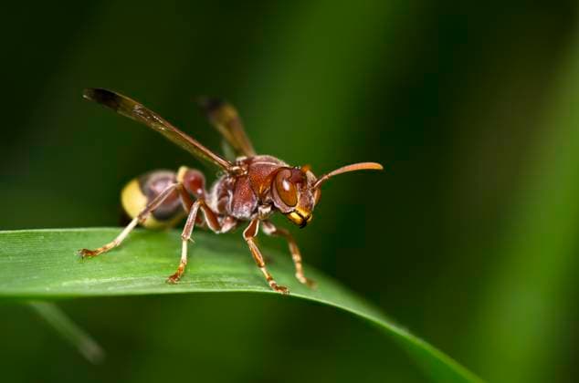 wasp in green nature or in garden Copyright: xPeerasithxChaisanitx xDesignxPicsx , 31193925 Copyright: PeerasithxChaisanitx xDesignxPics 31193925