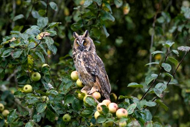  Waldohreule (asio otus), stehend auf einem Apfelbaum, Normandie *** Long-eared Owl Asio Otus , standing at a Apple tree, Normandy Copyright: imageBROKER/G.xLacz ibllag08220572.jpg