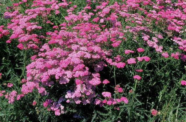  Blühende Schafgarbe (achillea) millefolium *** Flowering Yarrow Achillea millefolium Copyright: imageBROKER/G.xLacz ibllag08228070.jpg