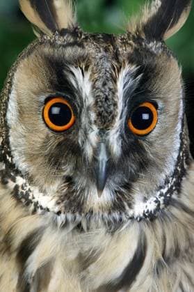  Waldohreule (asio otus), PORTRAIT EINES ERWACHSENEN, NORMANDY *** Long-eared Owl Asio Otus , Portrait one ADULTS, Normandy Copyright: imageBROKER/G.xLacz ibllag08242407.jpg
