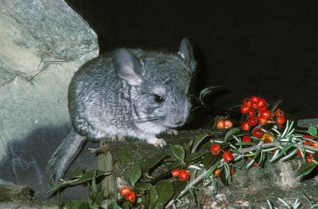  Chinchilla, Chinchilla laniger *** Chinchilla, Chinchilla laniger Copyright: imageBROKER/G.xLacz ibllag08243827.jpg