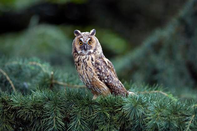 Waldohreule (asio otus), adult in einer Kiefer stehend, Normandie *** Long-eared Owl Asio Otus , Adult in a Kiefer standing, Normandy Copyright: imageBROKER/G.xLacz ibllag08248447.jpg