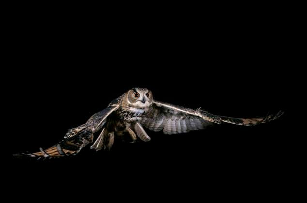  Europäischer Uhu (asio otus), adult im Flug *** European Uhu Asio Otus , Adult at Flight Copyright: imageBROKER/G.xLacz ibllag08249041.jpg