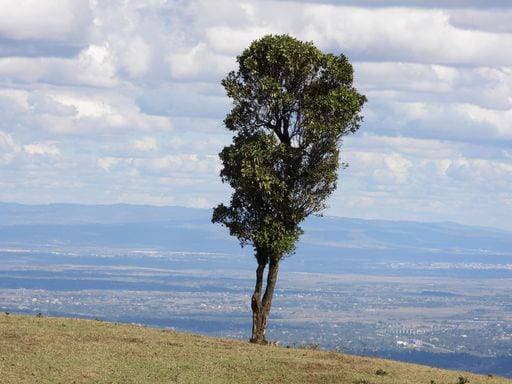 RECORD DATE NOT STATED A beautiful view of a tree at Ngong Hills in Nairobi, Kenya *** einer Schönes Ansicht des einer Baum im Ngong Hügeln ÊIn Nairobi, Kenia 6819811