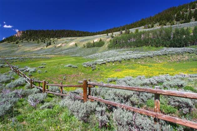 Beautiful wildflowers along a rustic fenceline in the Bighorn National Forest of Wyoming. Copyright: xJasonxRossx xDesignxPicsx , 31209617 Copyright: JasonxRossx xDesignxPics 31209617