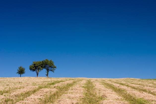 Summer abstract landscape with three trees and straw Copyright: xwiktorxbubniakx xDesignxPicsx , 31221338 Copyright: MarkoxBericx xDesignxPics 31221338