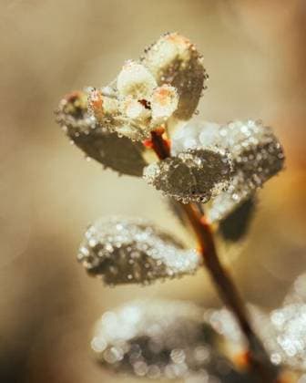 RECORD DATE NOT STATED a vertical focus shot a frozen plant. Water droplets. *** einer hoch Fokus erschossen einer gefroren Pflanze Wasser ausklopfen 6951533