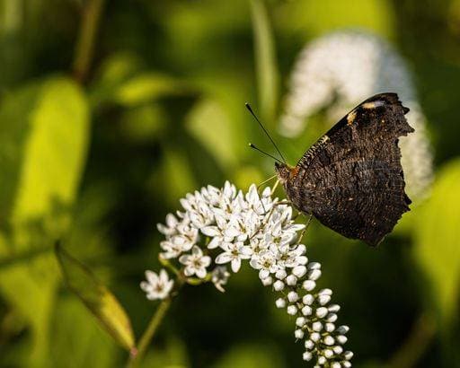 RECORD DATE NOT STATED a peacock butterfly sitting on a Lysimachia Clethroides *** einer Pfau Schmetterling sitzend am einer Lysimachia Clethroides 7041586