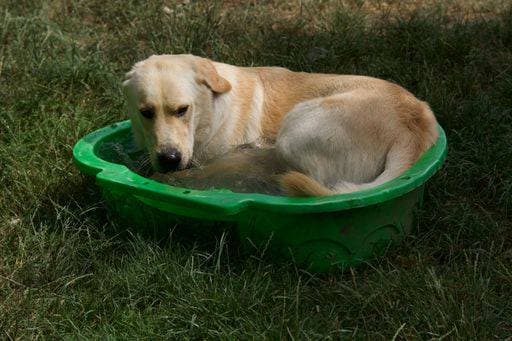 RECORD DATE NOT STATED heat-fighting dog in a small swimming pool in a french park near Lyon. *** Hitze Kämpfen Hund ÊIn einer kleine Schwimmen Bassin ÊIn einer französisch parkähnliche nahe Lyon 7051876