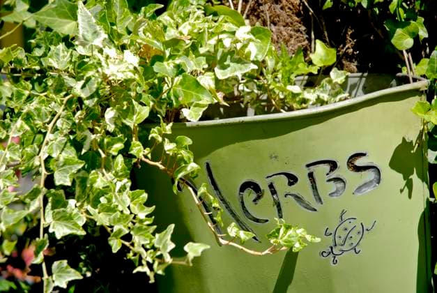 Handmade tin herb pot surrounded by ivy Copyright: xKarinxxHildebrandxLaux xDesignxPicsx , 31240176 Copyright: KarinxxHildebrandxLaux xDesignxPics 31240176