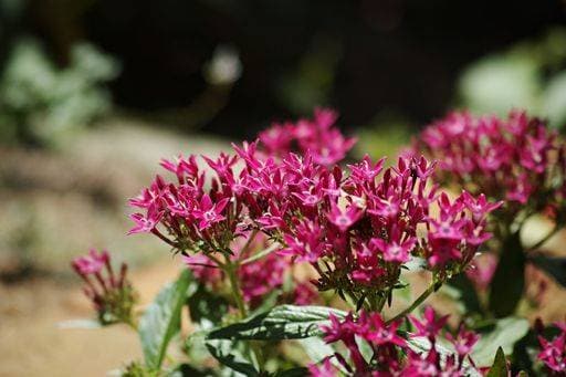 RECORD DATE NOT STATED A closeup of Pentas lanceolata, commonly known as Egyptian starcluster. *** einer closeupe des Pentas lanceolata, commonly bekannt als ägyptisch starcluster 7093445