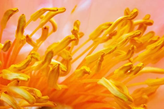 Blick in den Bluetenstand von Pfingstrosen, Paeonia, auch Paeonien genannt, am 19.05.2023 in Erfurt. Ungefuellte Bluetenkoepfe erleichtern den Insekten die Nahrungssuche. Gefuellte Blueten besitzen keine Nahrungsfuelle fuer Bienen. In einem bienenfreundlichen Garten sollten die ungefuellten, naturnahen Pflanzen einen Grossteil der Bepflanzung ausmachen. View of the inflorescence of peonies, Paeonia, also known as peonies, on May 19, 2023, in Erfurt. Empty flower heads make it easier for insects to find food. Double flowers have no food abundance for bees. In a bee-friendly garden, the unfilled, natural plants should make up a large part of the planting. search: Deutschland Thueringen Natur Landwirtschaft Pflanzen Pflanzenanbau Blumenzuch