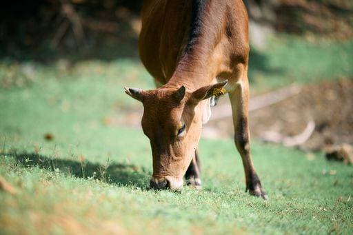 IMAGO Creative, Biodynamische Landwirtschaft RECORD DATE NOT STATED A cattle grazing in the field *** einer Rinder grasend ÊIn der Feld 7106971
