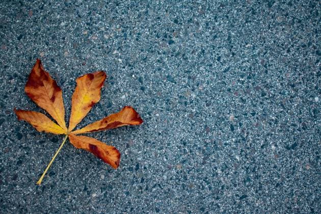 grauer Hintergrund mit rotem Kastanienblatt, Herbstbild, Herbsthintergrund grauer Hintergrund mit rotem Kastanienblatt, Herbstbild, Herbsthintergrund Copyright: xZoonar.com Eva-MariaxPollichx 19958559