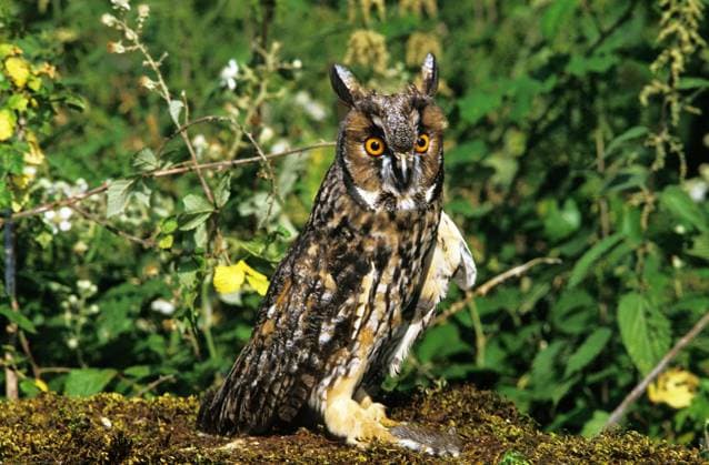  Waldohreule (asio otus), adult mit junger Gartenschläferin in den Krallen *** Long-eared Owl Asio Otus , Adult with Youngster Garden sleeper in the Claws Copyright: imageBROKER/G.xLacz ibllag08241336.jpg