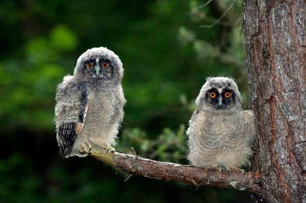  Waldohreule (asio otus), Youngs stehend auf Ast, Normandie *** Long-eared Owl Asio Otus , Youngs standing at Branch, Normandy Copyright: imageBROKER/G.xLacz ibllag08241936.jpg