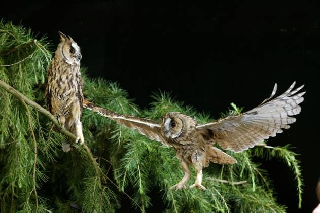  Waldohreule (asio otus), im Flug, Normandie *** Long-eared Owl Asio Otus , at Flight, Normandy Copyright: imageBROKER/G.xLacz ibllag08242411.jpg
