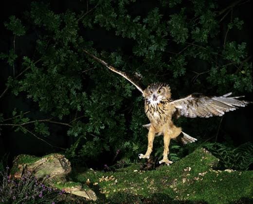  Europäischer Uhu (asio otus), adult im Flug, Landung *** European Uhu Asio Otus , Adult at Flight, Landing Copyright: imageBROKER/G.xLacz ibllag08242667.jpg