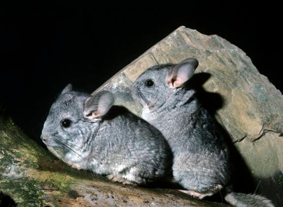  (CHINCHILLA chinchilla) laniger, ERWACHSENE *** Chinchilla Chinchilla laniger, Adults Copyright: imageBROKER/G.xLacz ibllag08243563.jpg