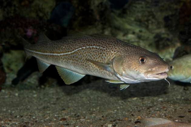  Atlantischer Kabeljau (Gadus morhua) *** Atlantic Cod Gadus morhua Copyright: imageBROKER/G.xLacz ibllag08252763.jpg