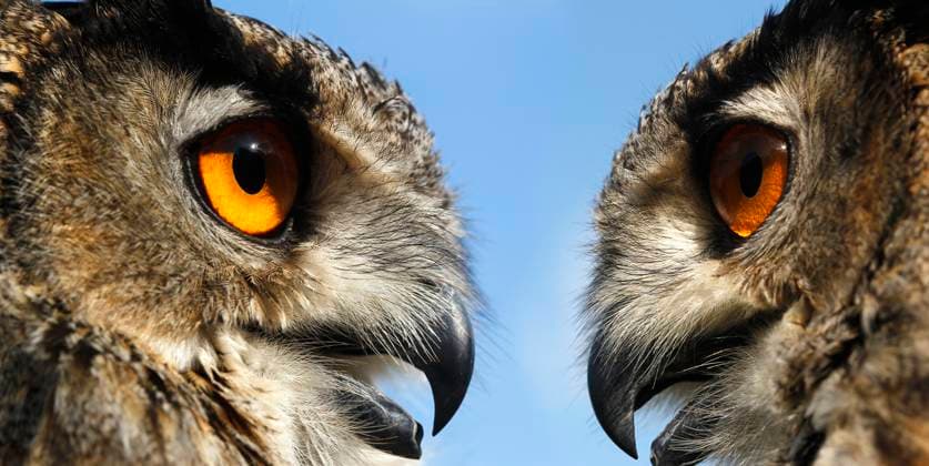  Europäischer Uhu (asio otus), Porträt eines Erwachsenen *** European Uhu Asio Otus , Portrait one Adults Copyright: imageBROKER/G.xLacz ibllag08253098.jpg