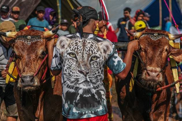 News Themen der Woche KW20 News Bilder des Tages Kerapan Sapi Brujul, A Traditional Bull Race In Indonesia PROBOLINGGO, INDONESIA - MAY 21: Participants prepared cows during a traditional race called Karapan Sapi Brujul at a rice field in Probolinggo, on May 21, 2023. Karapan Sapi Brujul is a traditional race held by local farmers every time before the rice planting season. PROBOLINGGO EAST JAVA Indonesia  Copyright: xSuryantoxPutramudjix originalFilename: putramudji-kerapans230521_npSy2.jpg