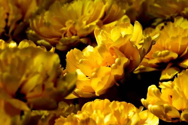 News Bilder des Tages RUSSIA, ST PETERSBURG - MAY 21, 2023: Yellow tulips in a park on Yelagin Island, the venue of the 11th Tulip Festival. This year, the festival is held under the title of St Valentine s Park since the tulip is the symbol of a declaration of love. More than 170,000 bulbs of 50 tulip varieties have been planted on Yelagin Island. The centrepiece tulip varieties include Antarktika, which is featured at the festival for the first time, Continental, Tacoma, Yellow Pomponette, Monte Spider and Labrador. Peter Kovalev TASS  59270466