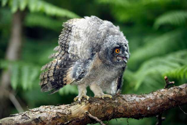  Waldohreule (asio otus), Küken auf Ast stehend, Flügel öffnen, Normandie *** Long-eared Owl Asio Otus , Chicks at Ast standing, Grand piano open Normandy Copyright: imageBROKER/G.xLacz ibllag08223321.jpg