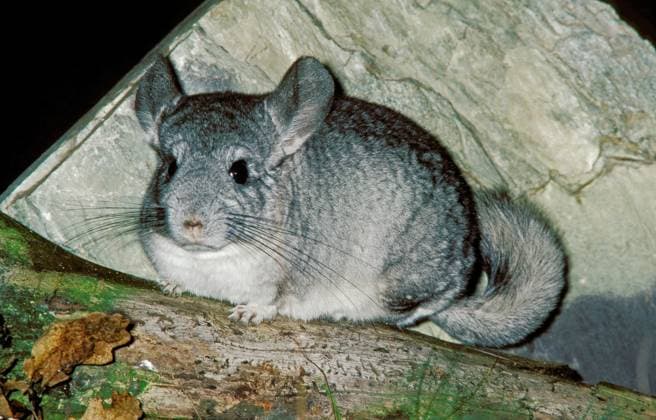  Chinchilla, chinchilla laniger, Erwachsene *** Chinchilla, Chinchilla laniger, Adults Copyright: imageBROKER/G.xLacz ibllag08223415.jpg