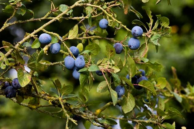  Quetsche Pflaumen, prunus domestica, Früchte am Zweig in der Normandie *** Roller Plums, Prunus domestica, Fruits on Branch in the Normandy Copyright: imageBROKER/G.xLacz ibllag08224910.jpg