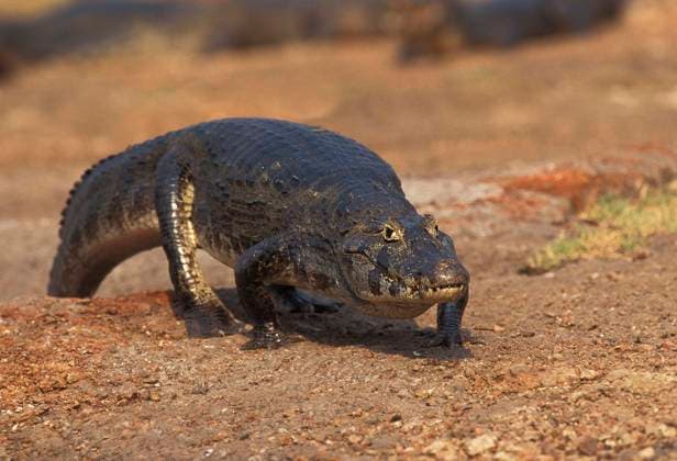 Creative Highlights World Breitnasiger Breitschnauzenkaiman (caiman latirostris), adult beim läuft, Pantanal in Brasilien *** Broad-nosed Broad- Caiman latirostris , Adult at runs, Pantanal in Brazil Copyright: imageBROKER/G.xLacz ibllag08225251.jpg