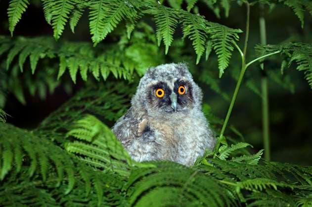  Waldohreule (asio otus), Jungtier, Normandie *** Long-eared Owl Asio Otus , Young animal, Normandy Copyright: imageBROKER/G.xLacz ibllag08241933.jpg