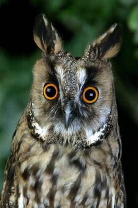  Waldohreule (asio otus), Porträt eines Erwachsenen, Normandie *** Long-eared Owl Asio Otus , Portrait one Adults, Normandy Copyright: imageBROKER/G.xLacz ibllag08242394.jpg