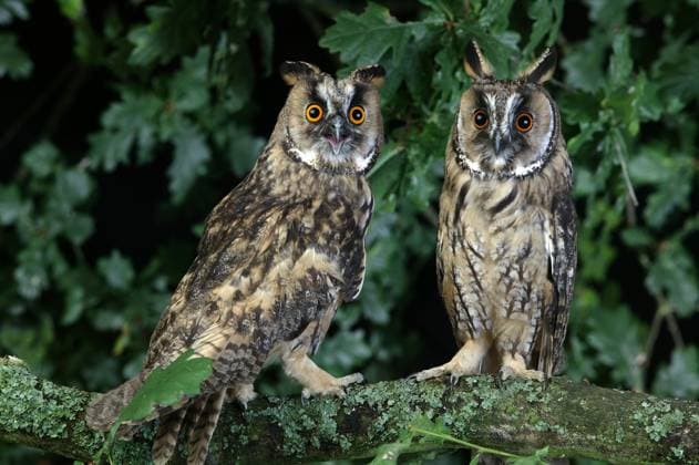  Waldohreule (asio otus), adult stehend auf Ast, Normandie *** Long-eared Owl Asio Otus , Adult standing at Branch, Normandy Copyright: imageBROKER/G.xLacz ibllag08242404.jpg