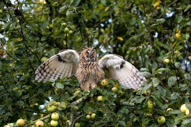 Waldohreule (asio otus), adult im Apfelbaum stehend, Flügelschlag, Normandie *** Long-eared Owl Asio Otus , Adult at Apple tree standing, Wingbeat, Normandy Copyright: imageBROKER/G.xLacz ibllag08248455.jpg