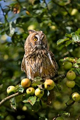  Waldohreule (asio otus), adult auf Apfelbaumzweig stehend, NORMANDY IN Frankreich *** Long-eared Owl Asio Otus , Adult at Apple tree branch standing, Normandy in France Copyright: imageBROKER/G.xLacz ibllag08248458.jpg