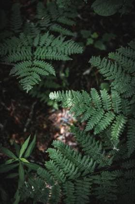 RECORD DATE NOT STATED The Ostrich fern (Matteuccia struthiopteris) plant with sunlight on leaves, vertical *** der Ostrich Farn Matteuccia struthiopteris Pflanze mit Sonnenlicht am leaves, hoch 7141963