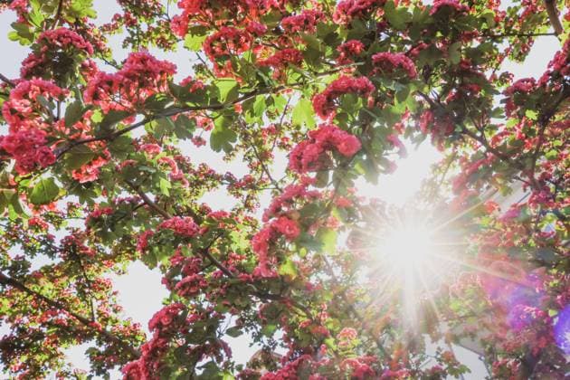 Sonnige Aussichten in Duesseldorf Symbolbild: Sonnige Wetter-Aussichten in Deutschland am 22.05.2023 in Düsseldorf. Kirschbaum mit Sonnenstern.* Symbolic image: Sunny weather outlook in Germany on May 22, 2023 in Duesseldorf. Cherry Tree with Sun Start Düsseldorf NRW Germany Copyright: xPieroxNigrox