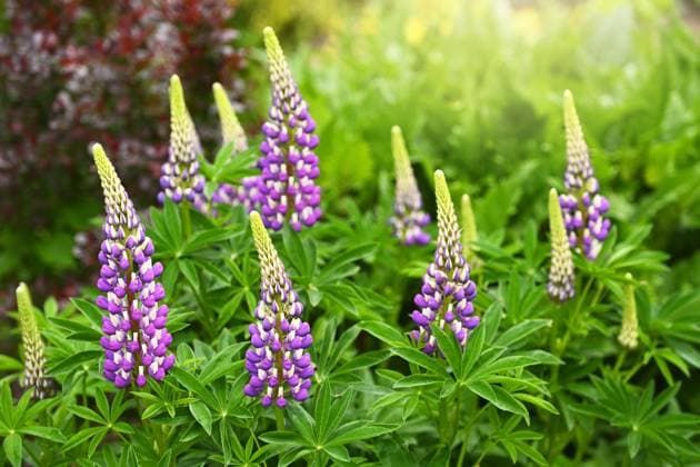 Lupinen, Lupinus *** Lupines, Lupinus ** NUR FUER REDAKTIONELLE ZWECKE ** EDITORIAL USE ONLY **