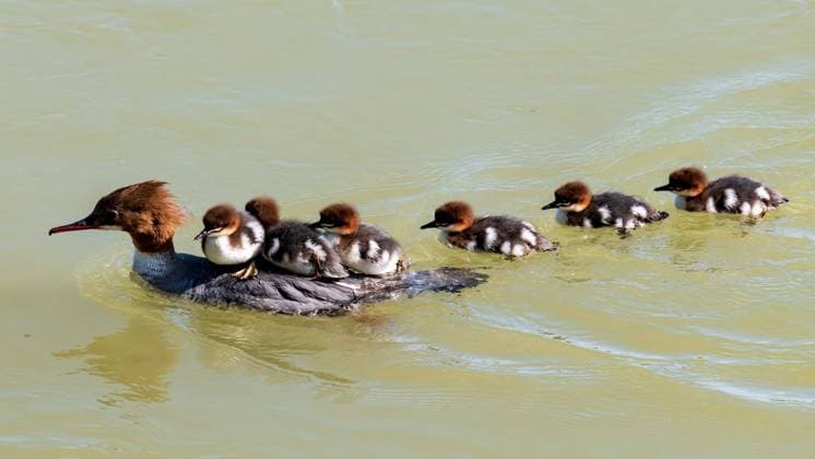 Creative Highlights World family of a common merganser or goosander, Mergus merganser on the danube river in austria *** Familie eines Gänsesägers, Mergus merganser, an der Donau in Österreich Copyright: xWolfgangxSimlingerx