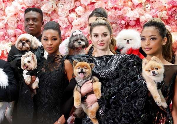 Entertainment Themen der Woche KW21 Entertainment Bilder des Tages Dogs and Cats dressed in recreated Met Gala looks participate in The Pet Gala by Anthony Rubio Designs in New York City on Monday, May 22, 2023. Cat and Canine Models included pets from shelters, rescue groups, social media influence such as SunglassCat, Livie The Mork, Little Skittle, Gizmo, Layla, the designers dogs Bog & Kimba among others.  NYP20230522107 JOHNxANGELILLO