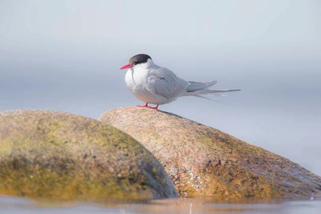 Creative Highlights World Kuestenseeschwalbe, Kuesten-Seeschwalbe (Sterna paradisaea), sitzt auf einem Kuestenfelsen, Schweden, Oeland arctic tern (Sterna paradisaea), sitting on a coastal rock, Sweden, Oeland BLWS687193 *** Arctic Tern, Coasts Seeschwalbe Sterna Paradisaea , sits at a Kuestenfelsen, Sweden, Oeland Arctic Tern Sterna Paradisaea , Sitting ON a Coastal rock, Sweden, Oeland BLWS687193 Copyright: xblickwinkel M.xKuehnx